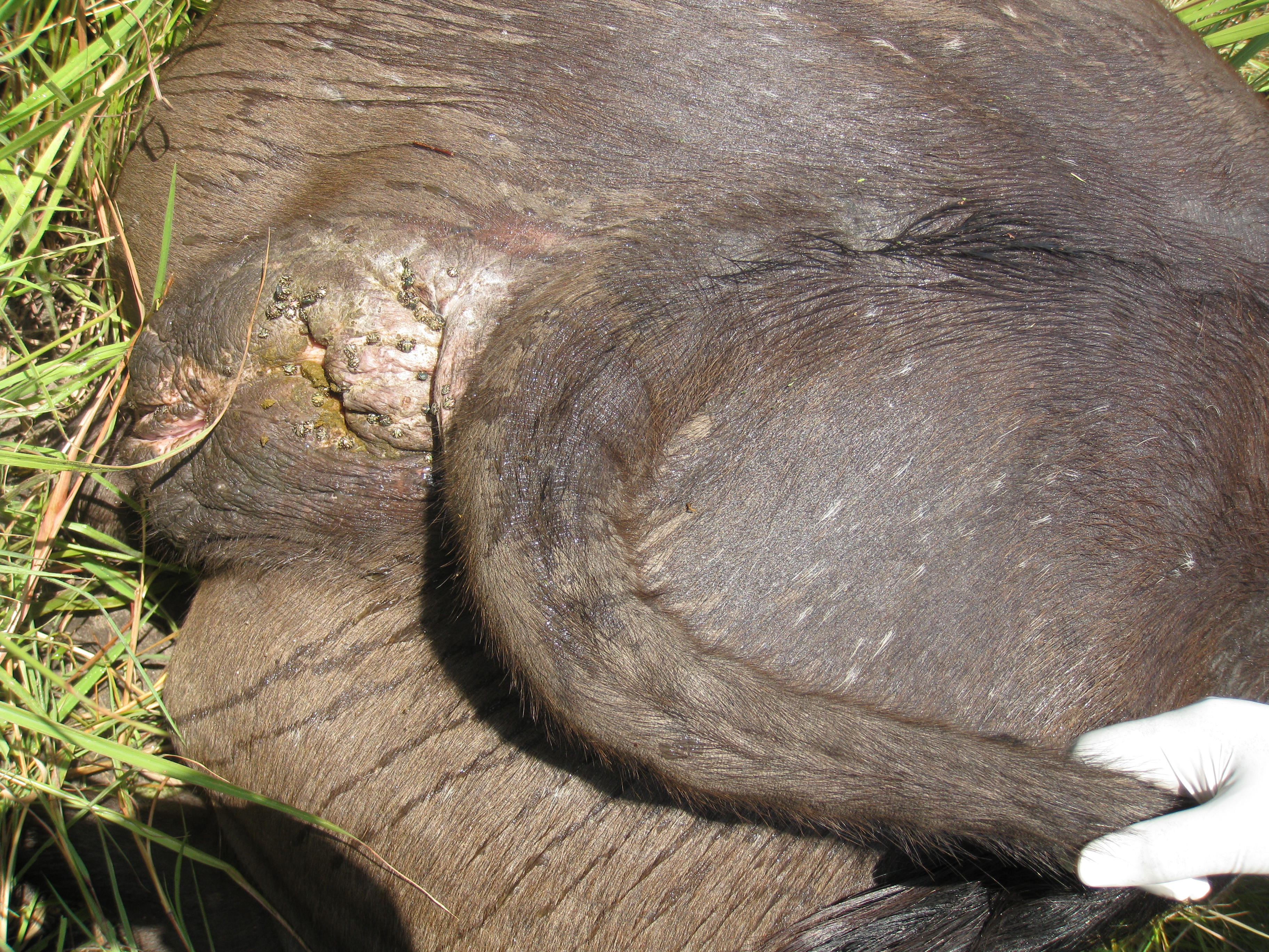 Veterinary field image 5